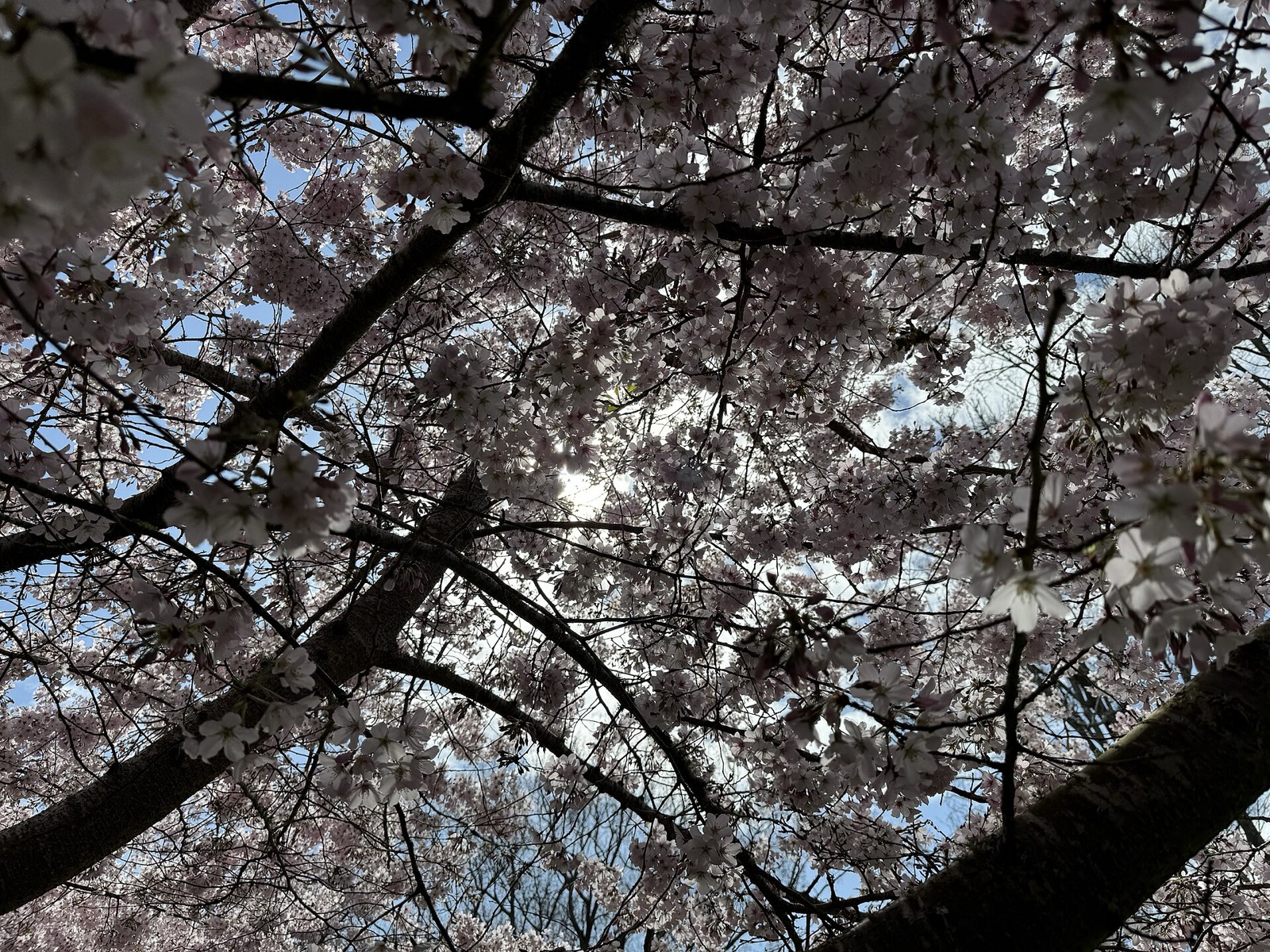 Massey University grounds & Wharerata, Palmerston North & Manawatū